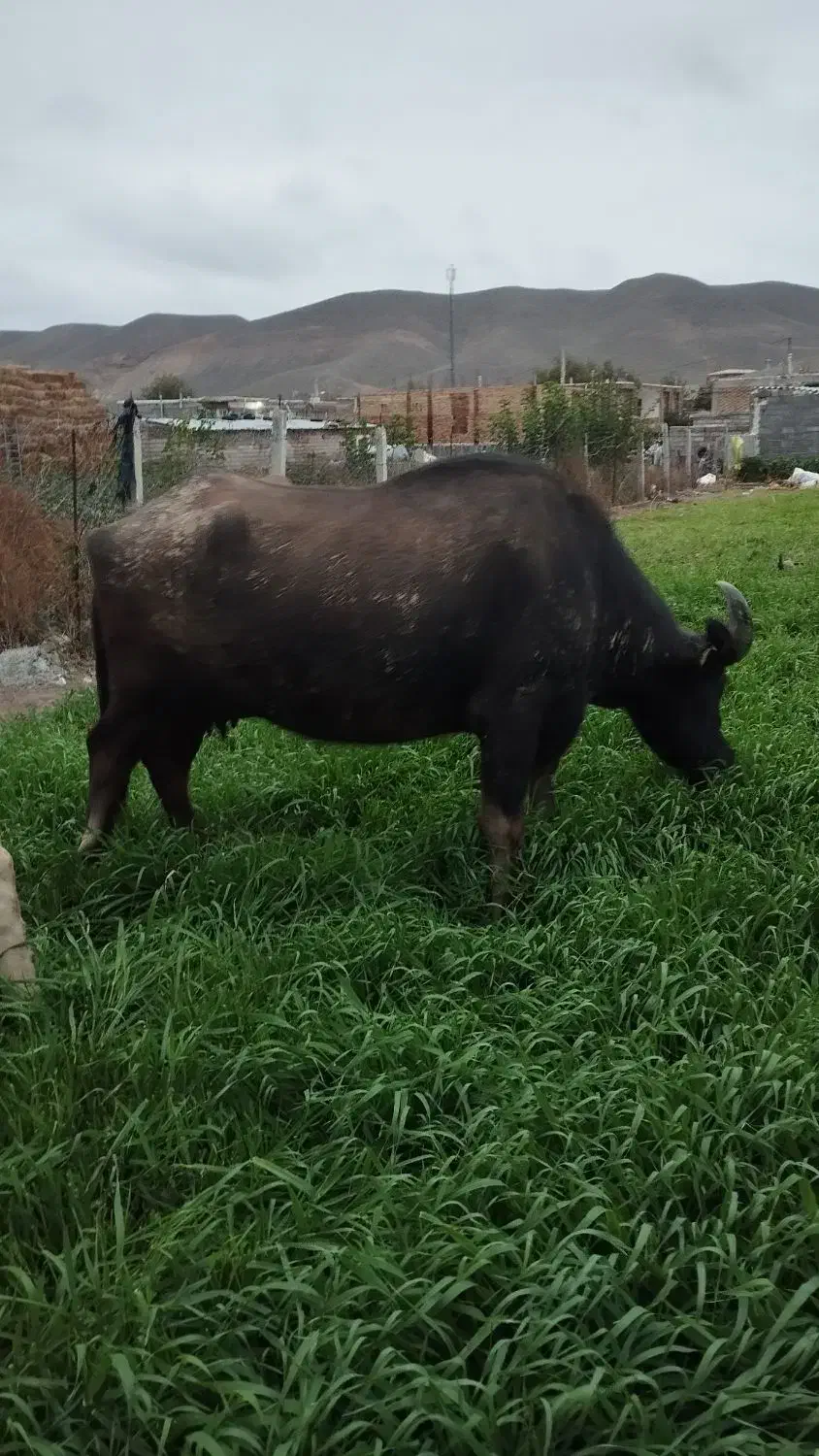 فروشیفوری|حیوانات مزرعه|اصلاندوز, |دیوار