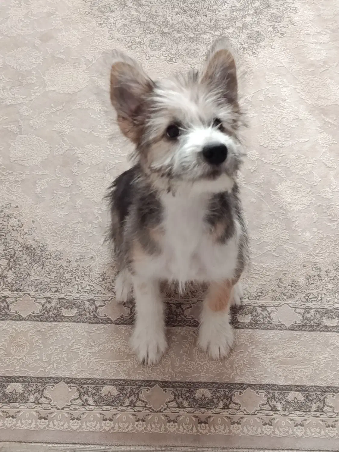 واگذاری رایگان میکس شیتزو|سگ|صدرا-فارس, فاز ۱|دیوار