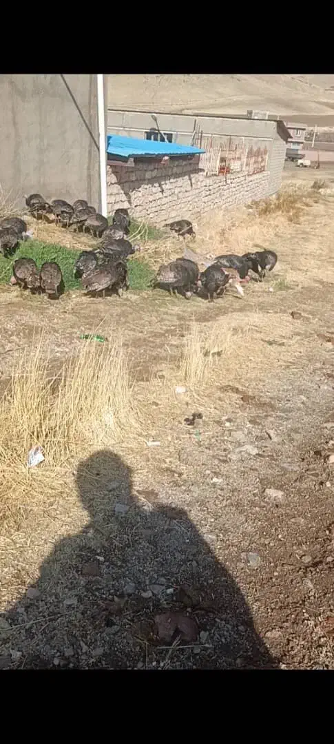 فروش ۳۵عدد بوقلمون|حیوانات مزرعه|مهاباد (آذربایجان غربی), |دیوار