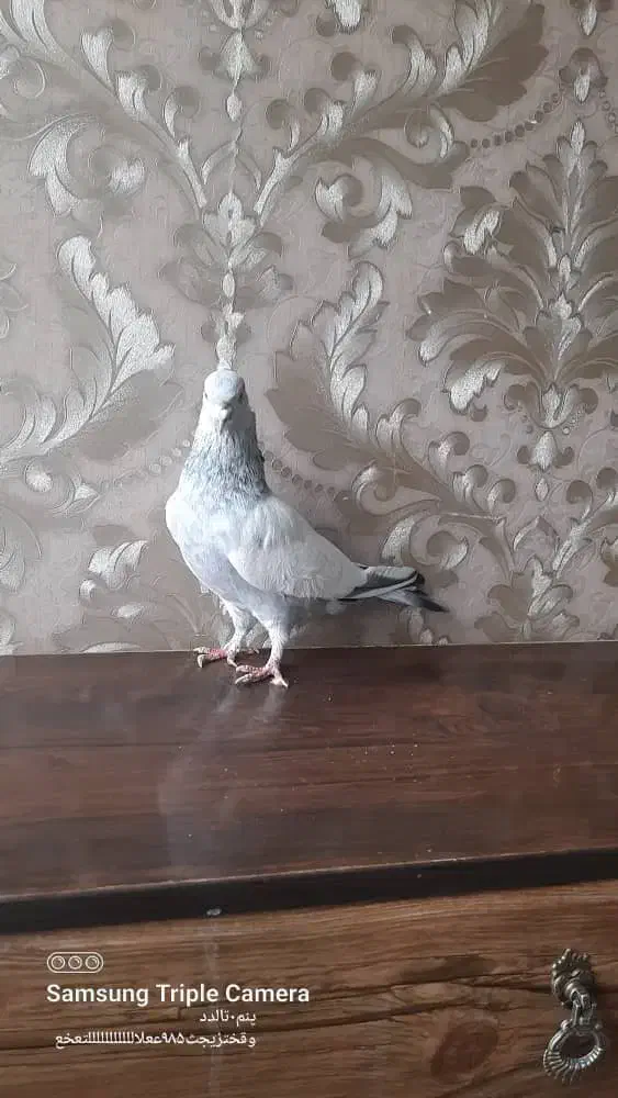 کبوتر سینه آبی ماده|پرنده|مرودشت, کناره|دیوار