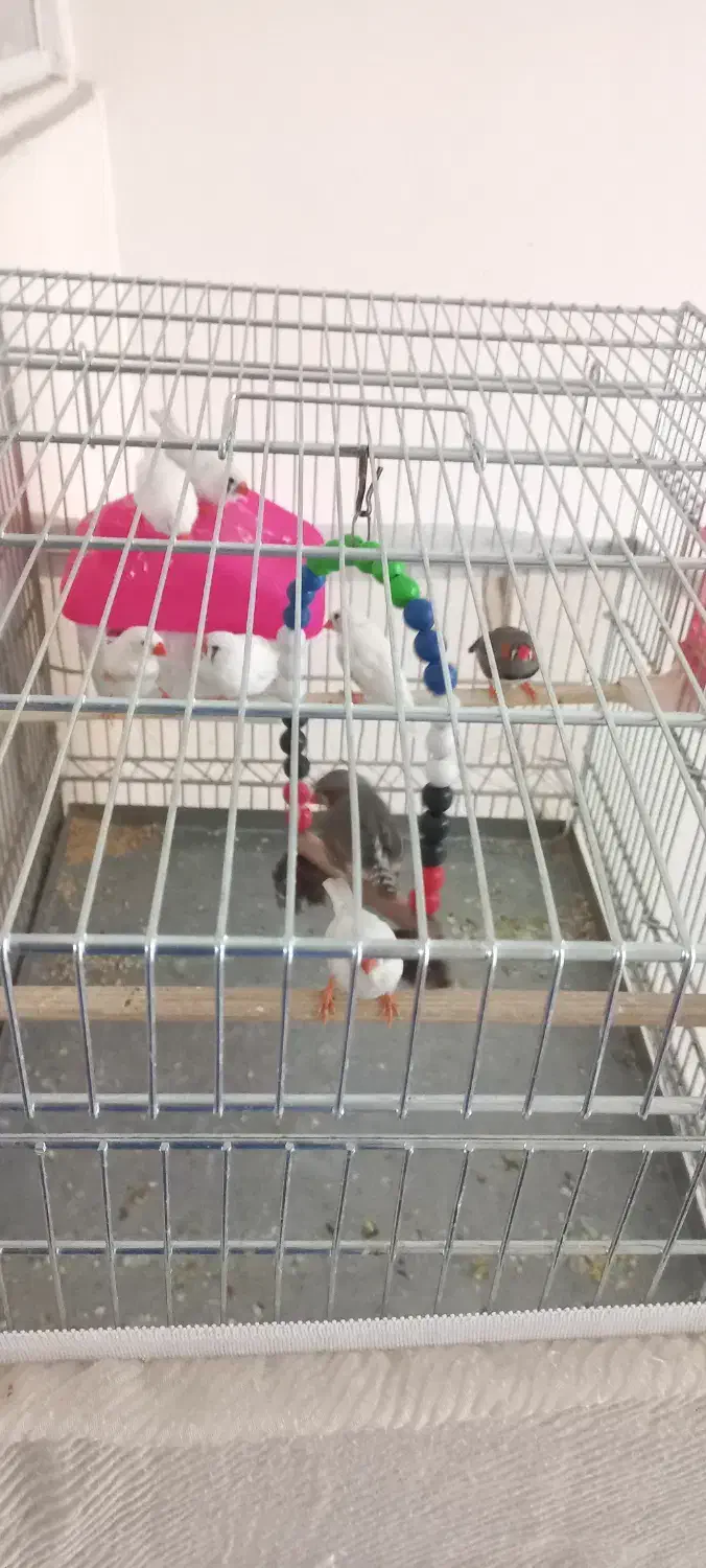 پرنده|پرنده|تهران, زرگنده|دیوار