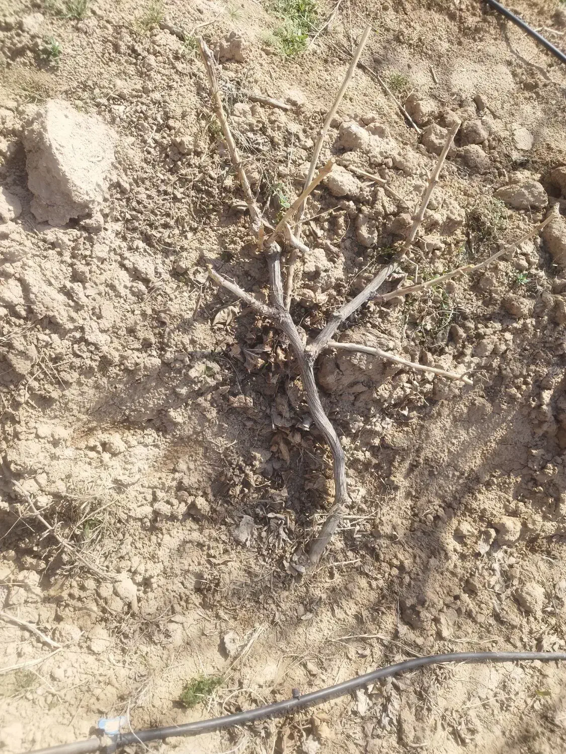 حرص انگور هرس|خدمات باغبانی و درختکاری|دشتابی, |دیوار