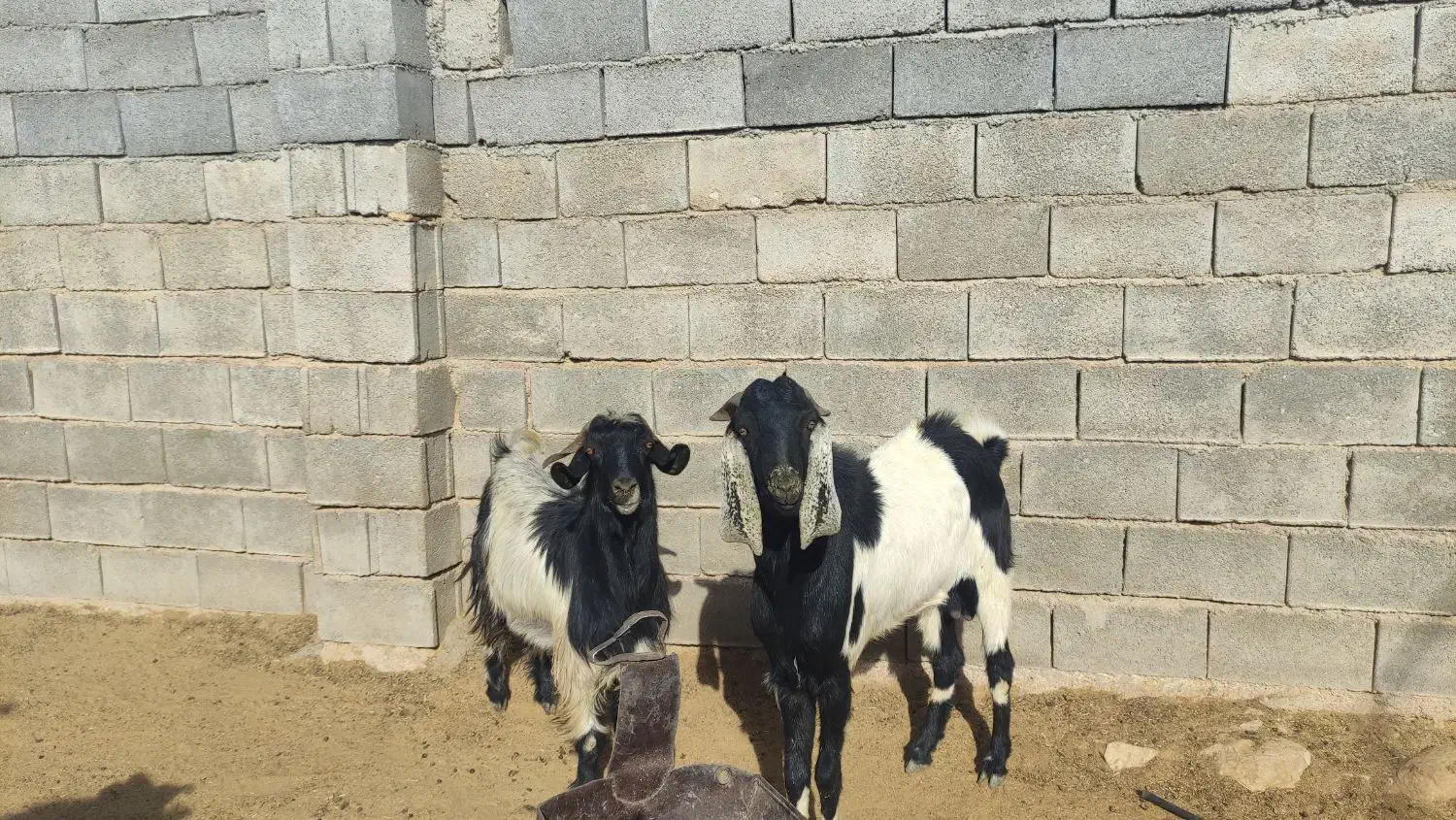 فروش 2عدد دوبر بخته شده 2عدد چپش|حیوانات مزرعه|جنت, |دیوار