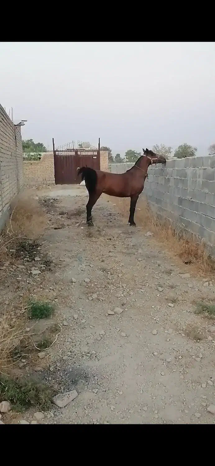 مادیان کرد|اسب و تجهیزات اسبسواری|مرودشت, رودبال|دیوار