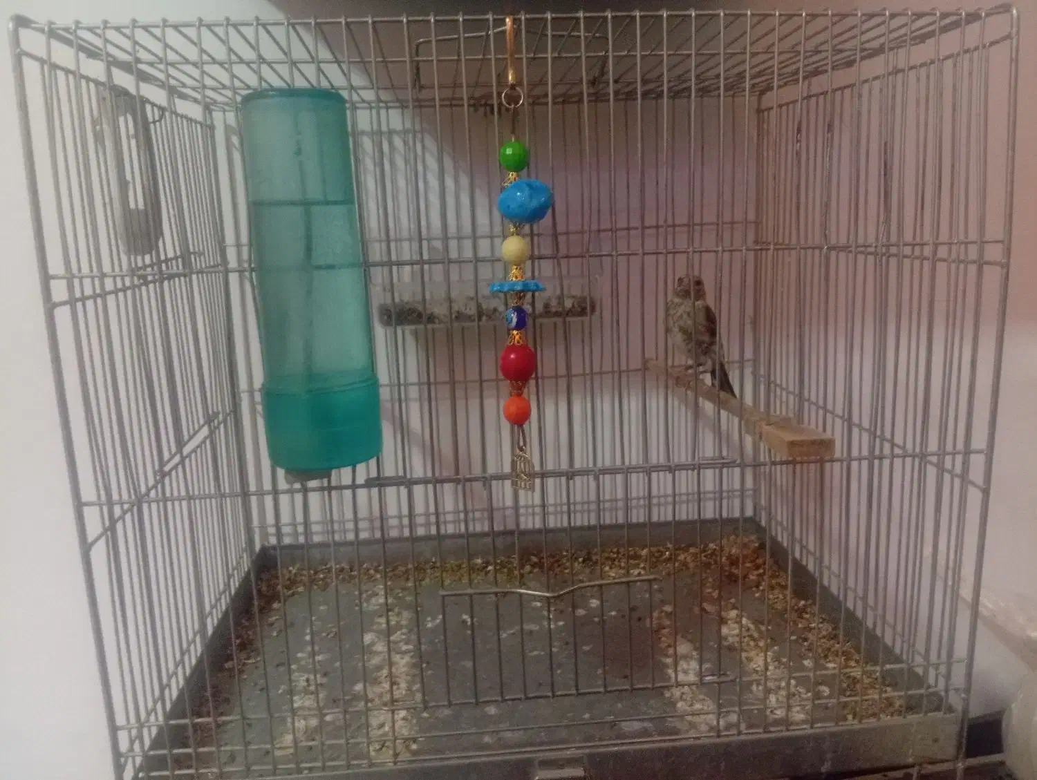 جوجه سره نر|پرنده|قدس, شهر‌قدس|دیوار