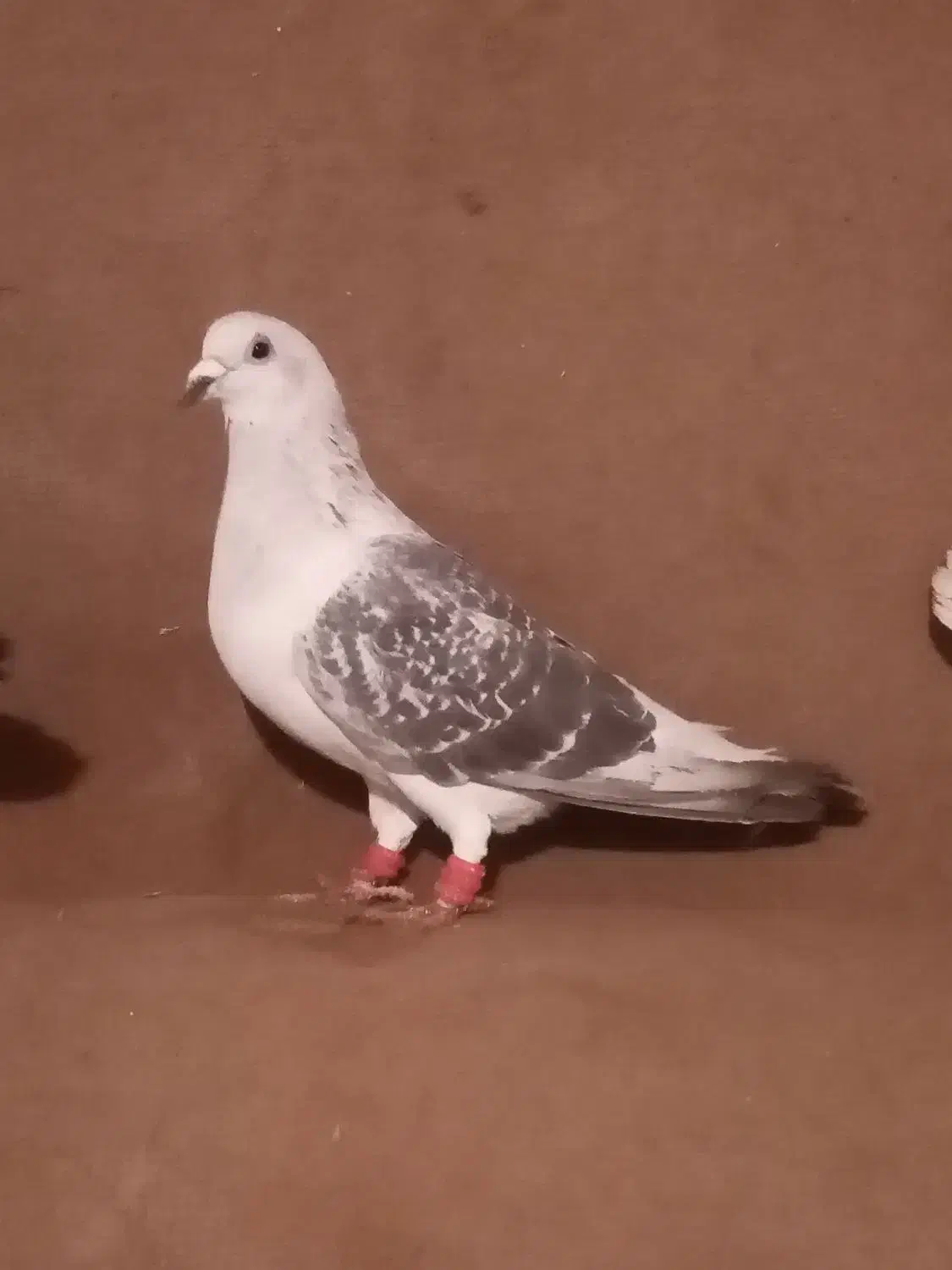 جفتگاه|پرنده|فریمان, |دیوار