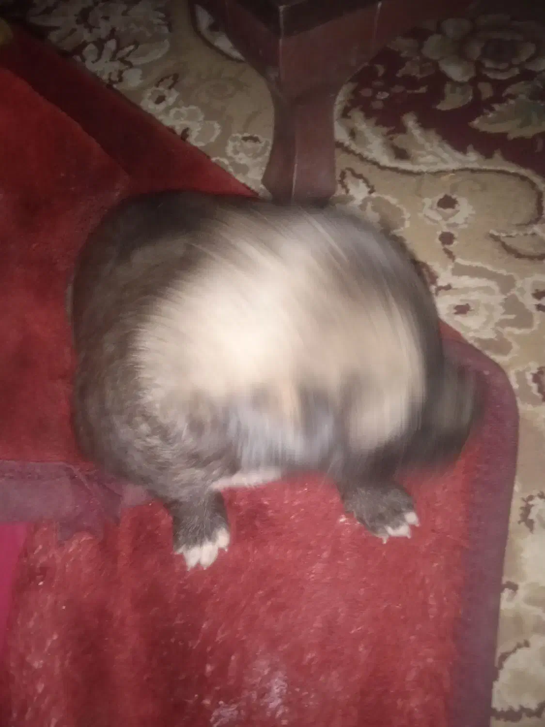 پاکوتاه|سگ|جیرفت, |دیوار