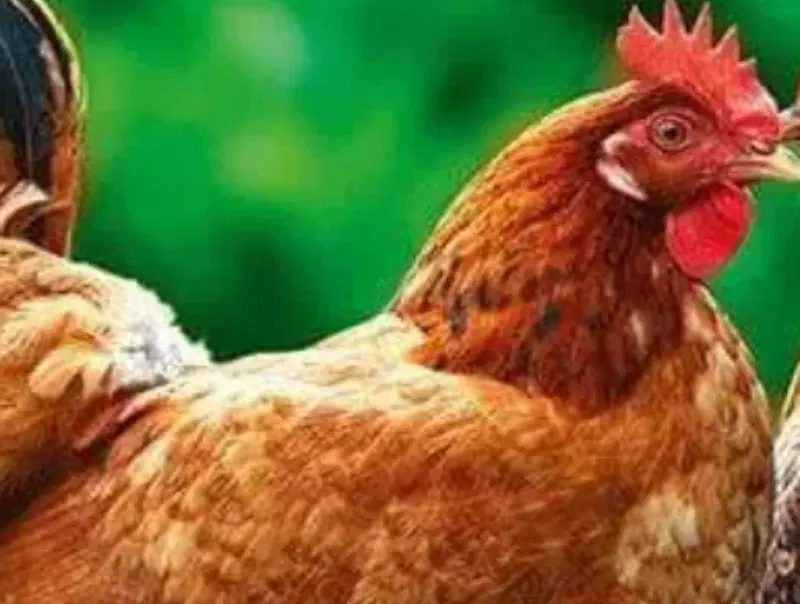 مرغ|حیوانات مزرعه|بیجار, |دیوار