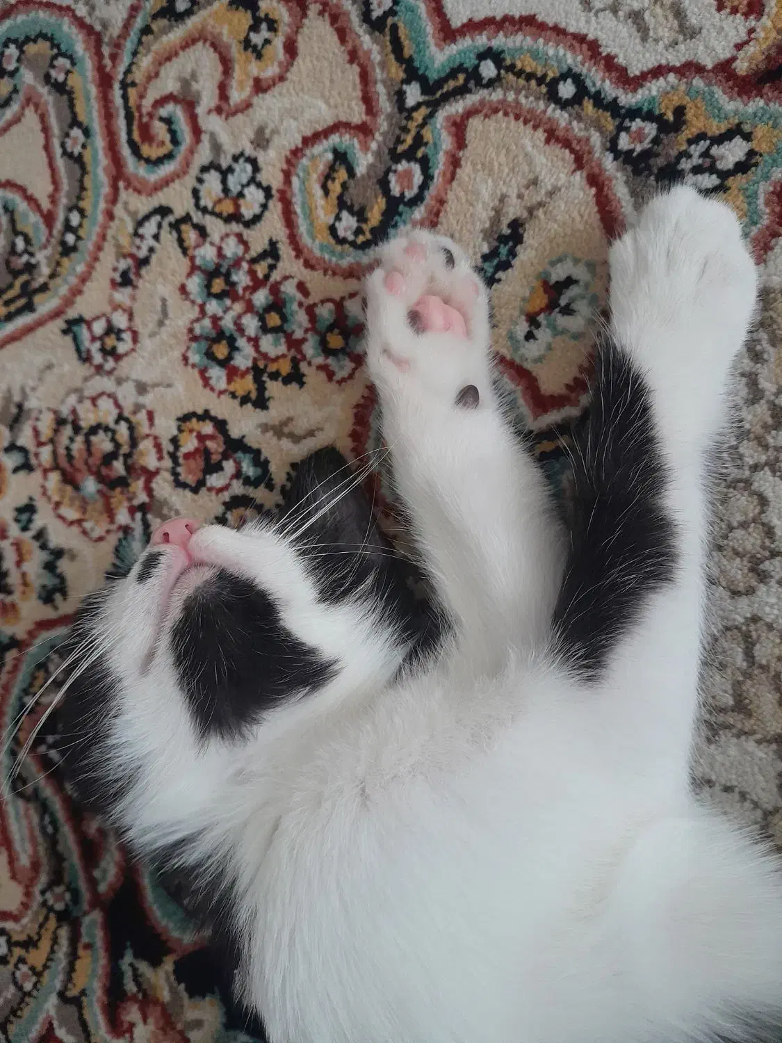 واگذاری بچه گربه تاکسیدو|گربه|قدس, شهر‌قدس|دیوار