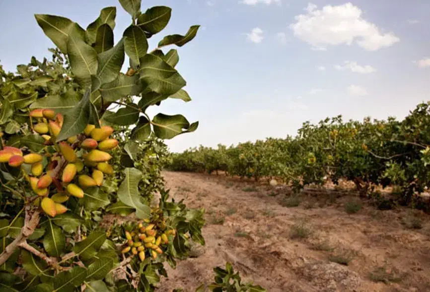 باغ پسته ۲ هکتار ۱۹ ساله|فروش زمین و ملک کلنگی|میان جلگه, |دیوار