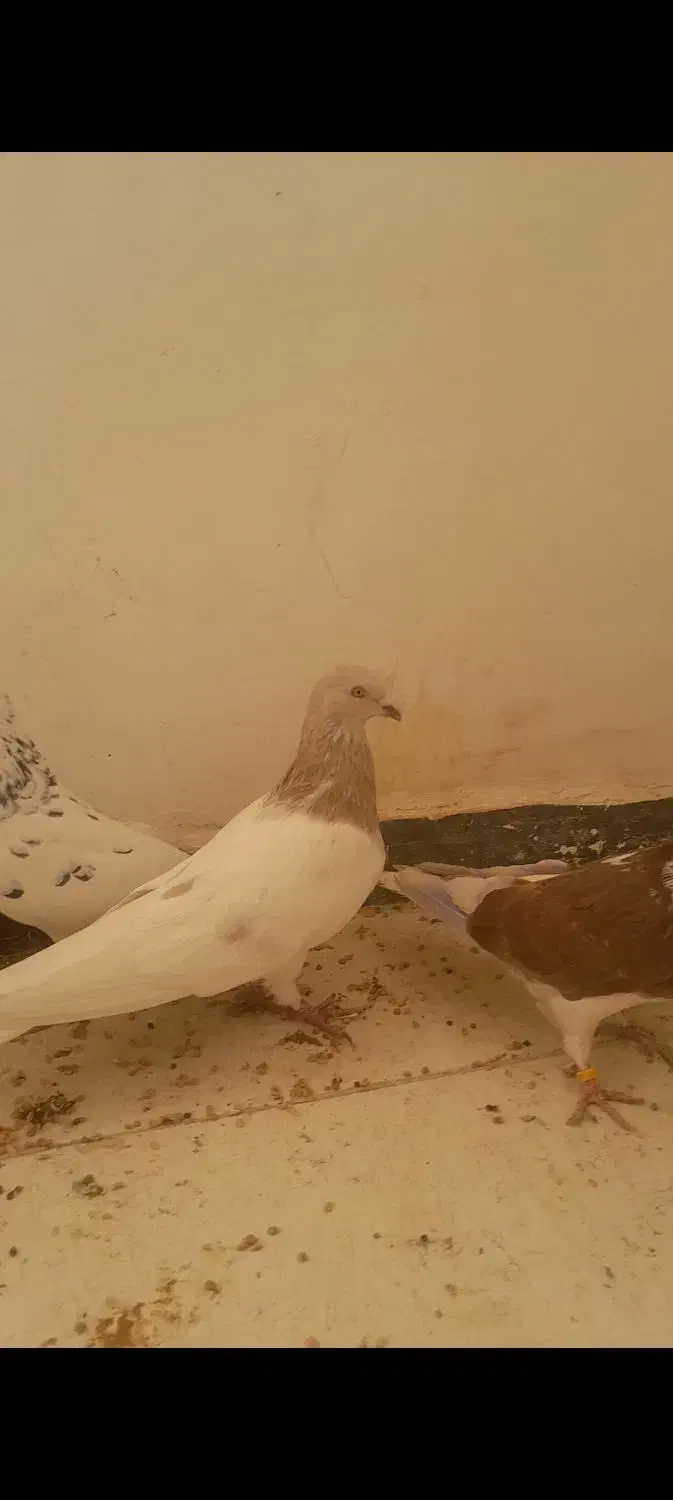 کفتر کله الماسی کینگ سایز|پرنده|فردیس, شهرک ناز|دیوار