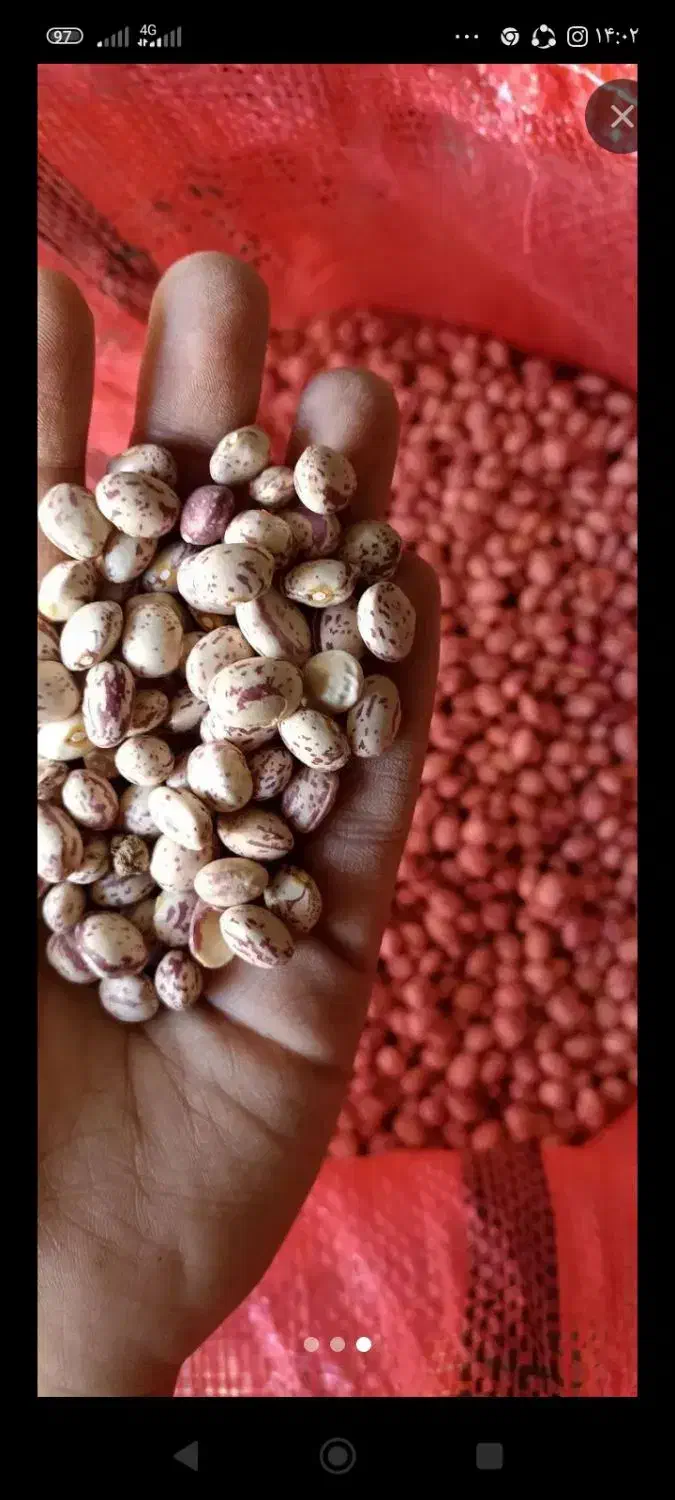 لوبیا چیتی تازه|خوردنی و آشامیدنی|رزن, |دیوار