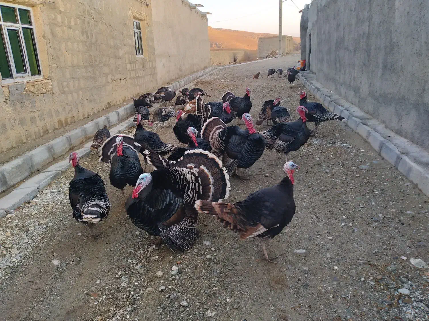 بوقلمون آماده برای شب یلدا|حیوانات مزرعه|دیواندره, |دیوار