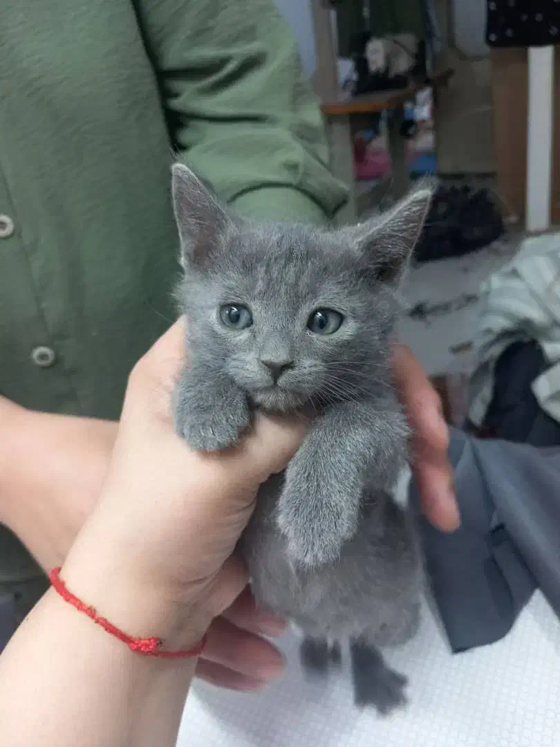 گربه اسکاتیش نر ۳ماهه|گربه|ملکآباد, |دیوار