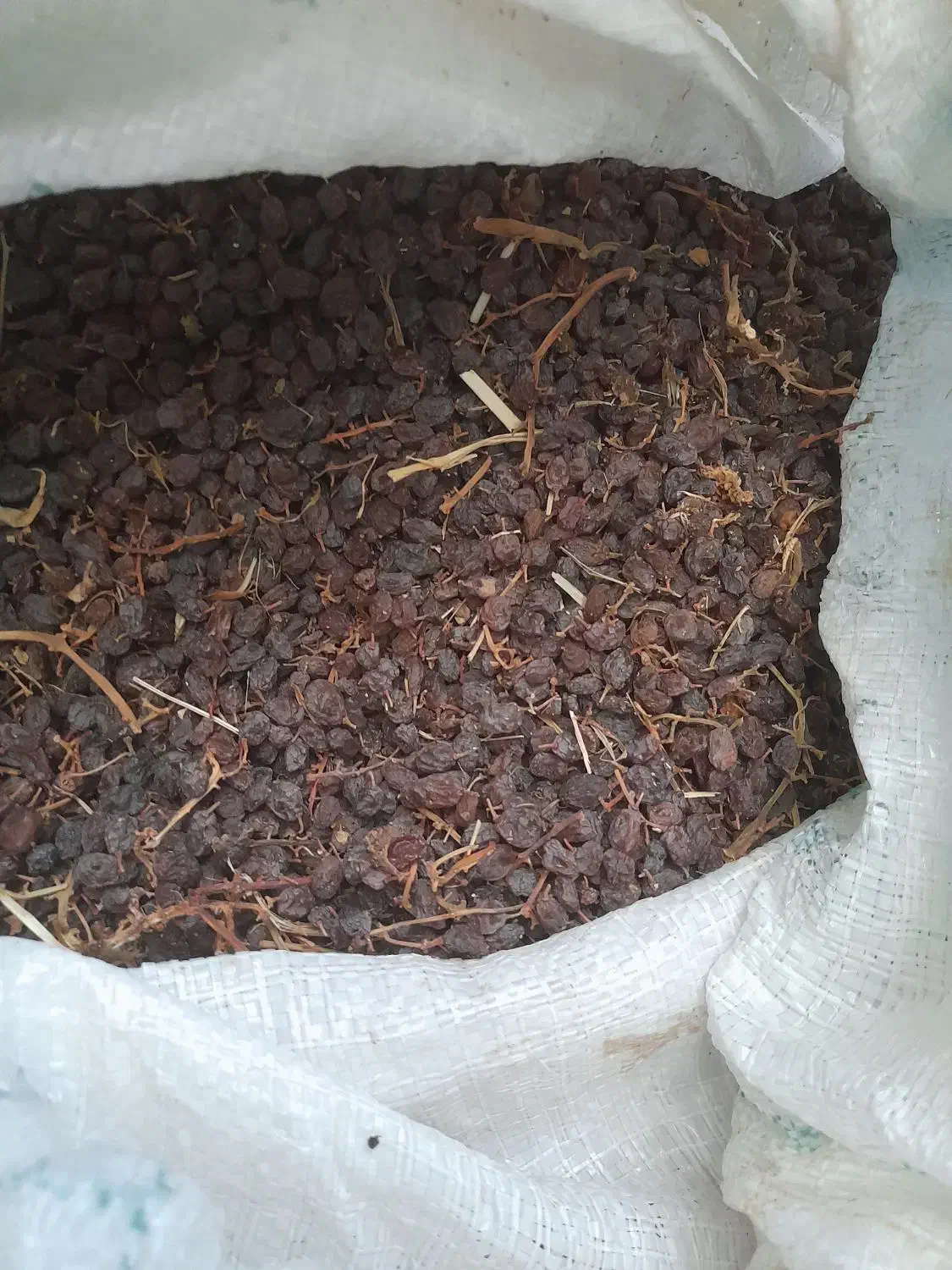 کشمش بیدانه|خوردنی و آشامیدنی|قزوین, |دیوار