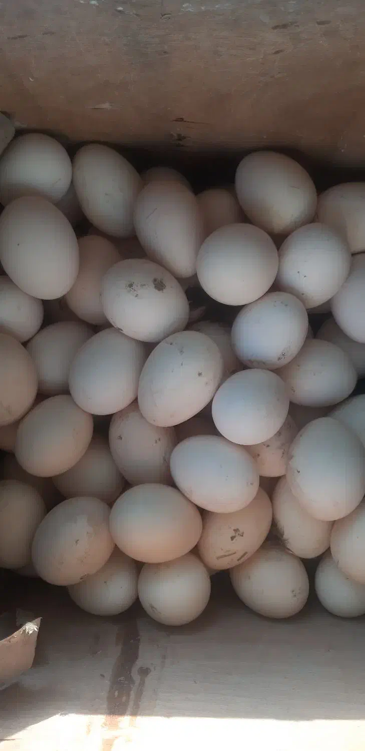 تخم مرغ محلی|خوردنی و آشامیدنی|اهواز, زیتون کارمندی|دیوار