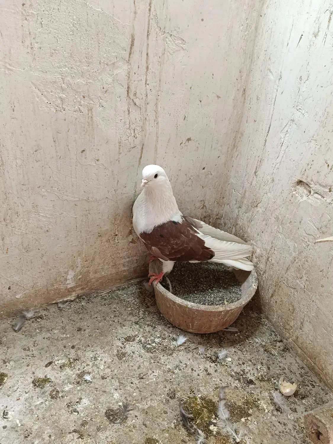 کفتر حسابی|پرنده|قم, ولیعصر|دیوار