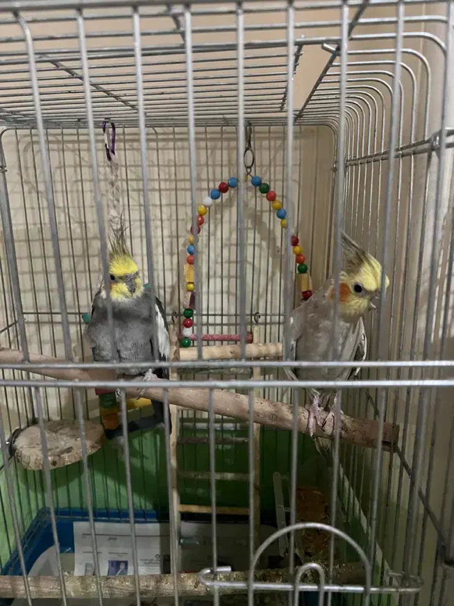 طوطی عروس سخنگو رام  آواز خوان باهوش|پرنده|تهران, صادقیه|دیوار