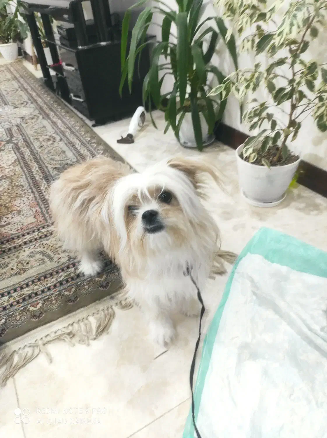 سگ شیتزو|سگ|شاهین‌شهر, شهرک گلدیس|دیوار