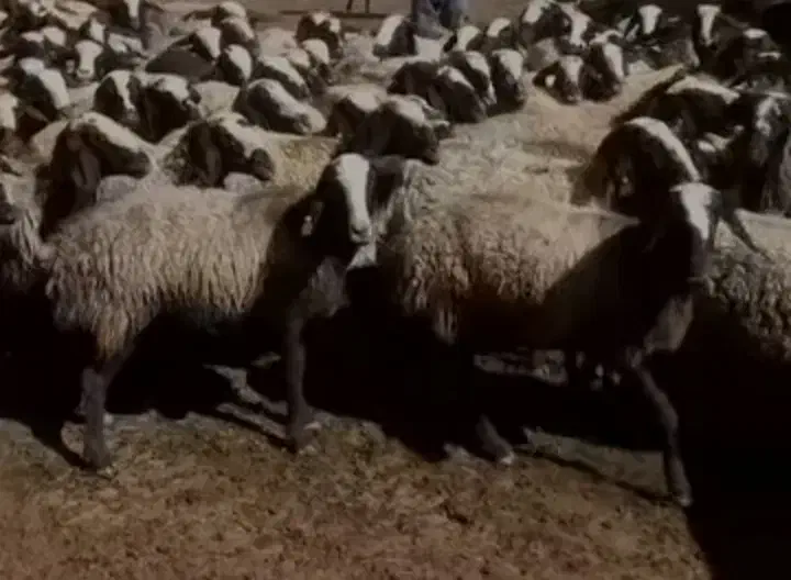 فروش میش اصیل شال|حیوانات مزرعه|شال, |دیوار