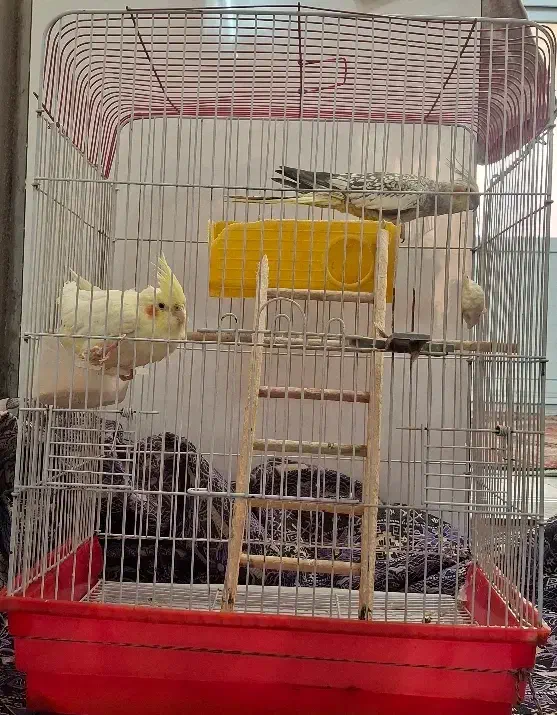 عروس هلندی نر و ماده|پرنده|پاکدشت, پاکدشت (مامازند)|دیوار