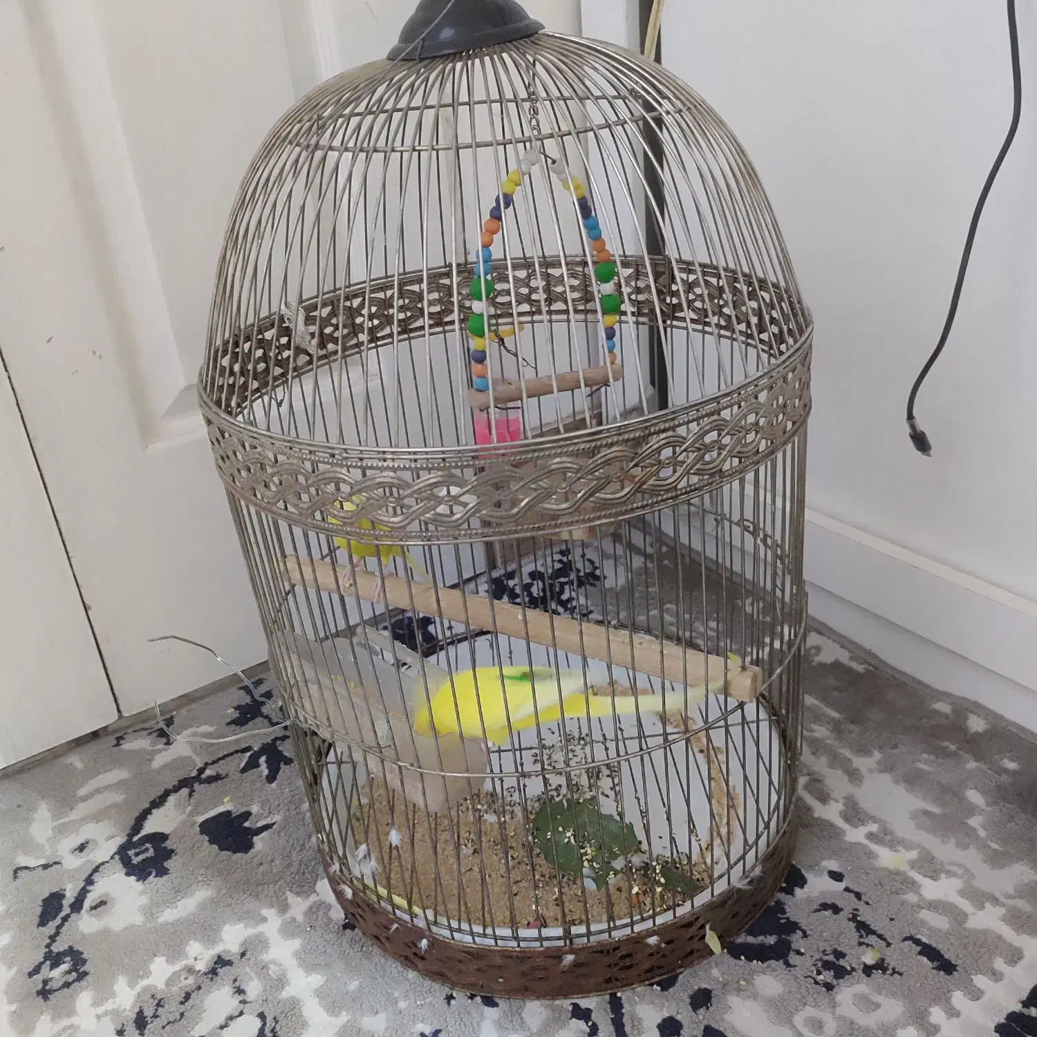 مرغ عشق باقفس|پرنده|ابهر, |دیوار