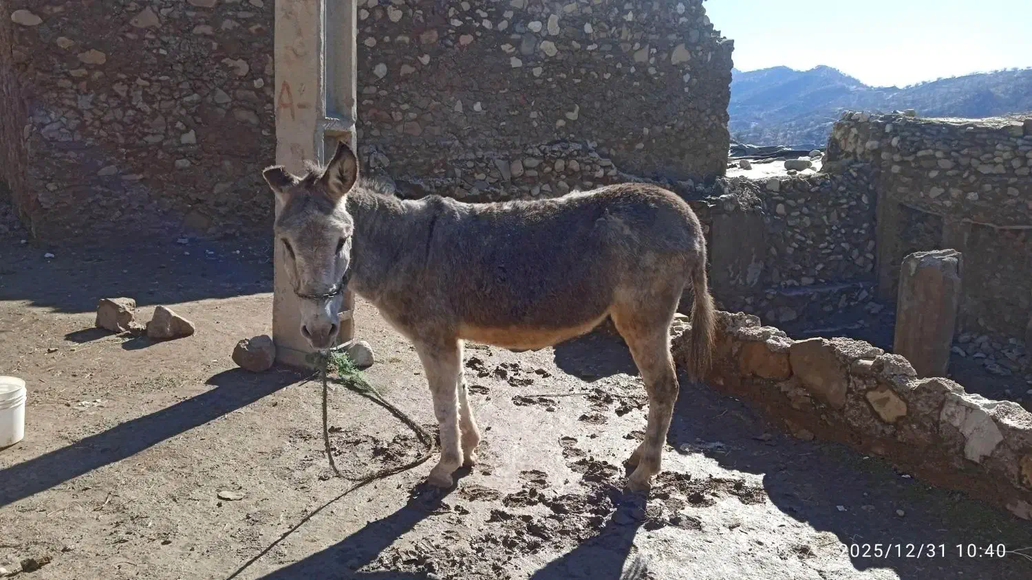 الاغ|حیوانات مزرعه|چاروسا, |دیوار