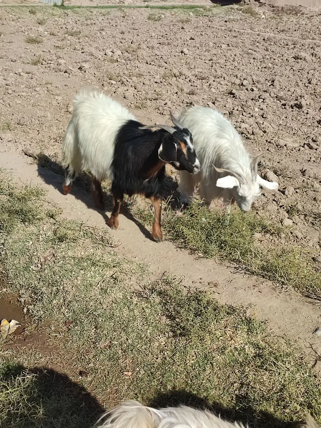 بز فروشی|حیوانات مزرعه|خوسف, |دیوار