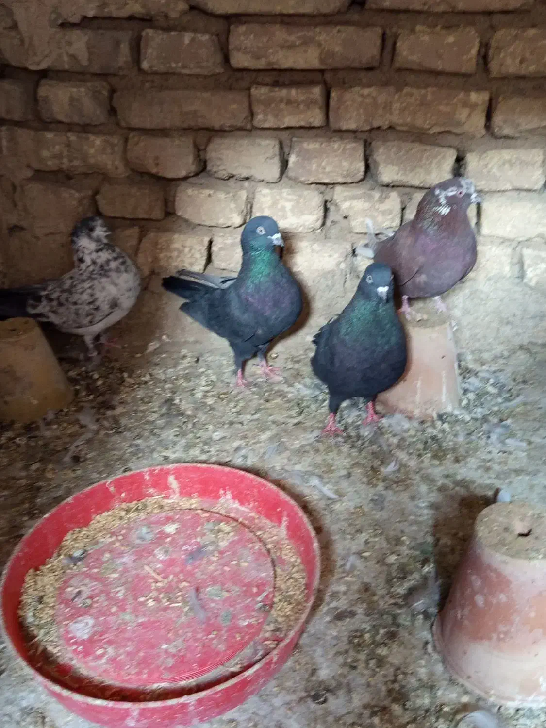 کفتر تهرونی پرشی|پرنده|خمینی‌شهر, |دیوار