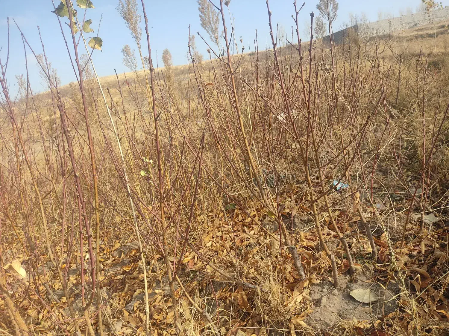 شلیل رد گل|گل و گیاه طبیعی|مشگین شهر, |دیوار