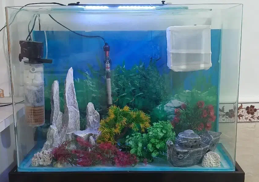 اکواریوم|ماهی|بیجار, |دیوار