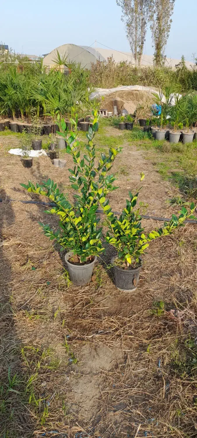 یاس هلندی|خدمات باغبانی و درختکاری|خرم‌آباد (تنکابن), |دیوار