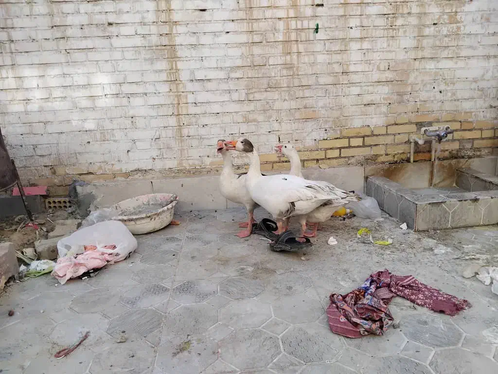 غاز خانگی|حیوانات مزرعه|آبادان, |دیوار