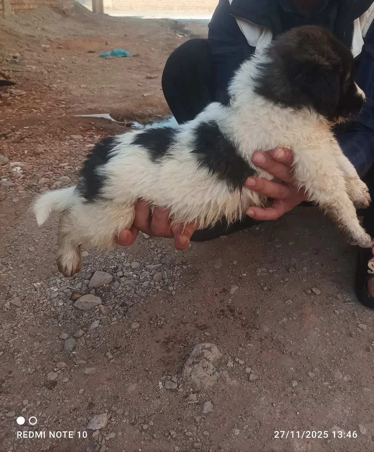 واگذاری توله سرابی|سگ|سلماس, |دیوار