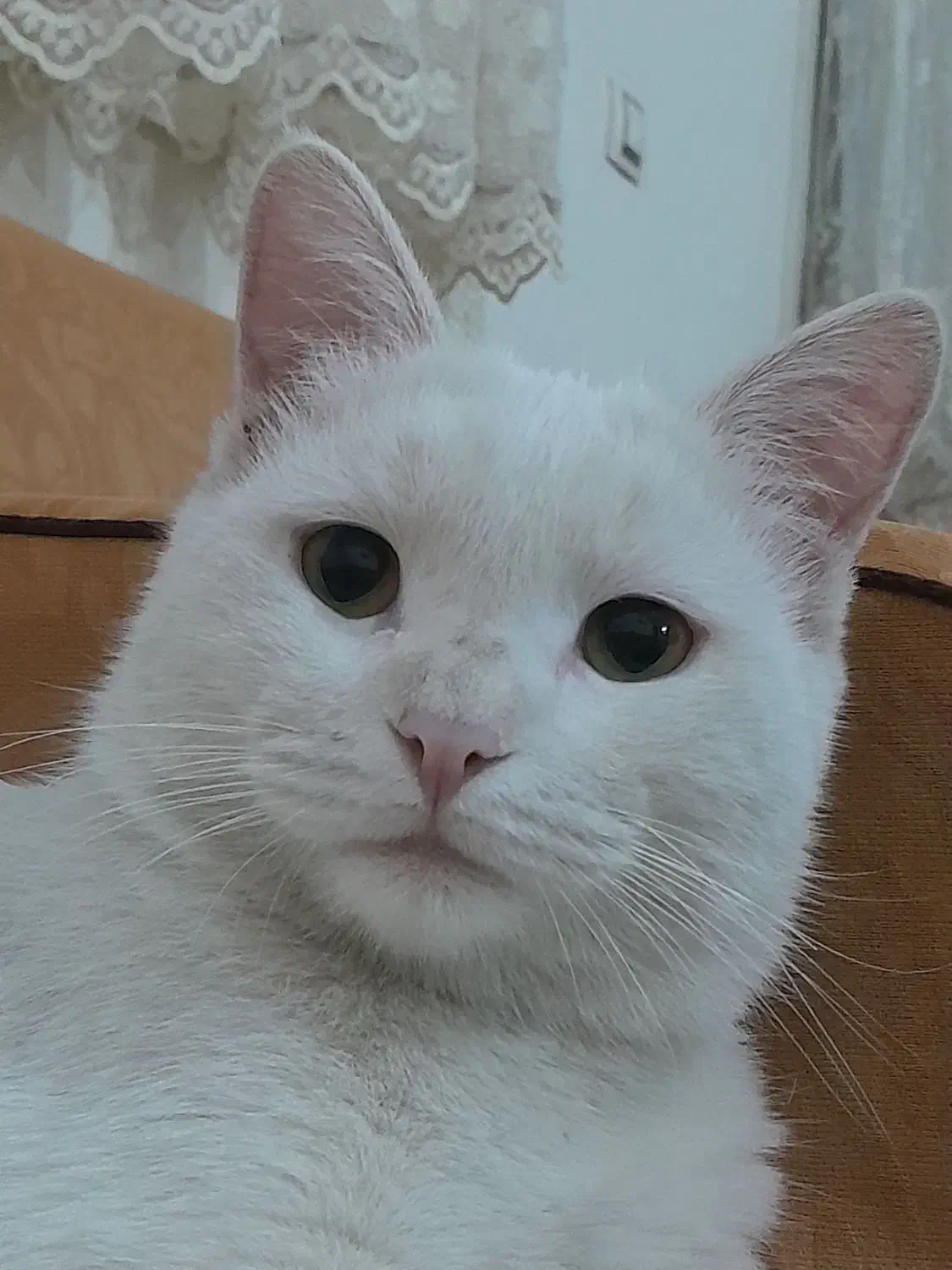 گربه .|گربه|اراک, |دیوار