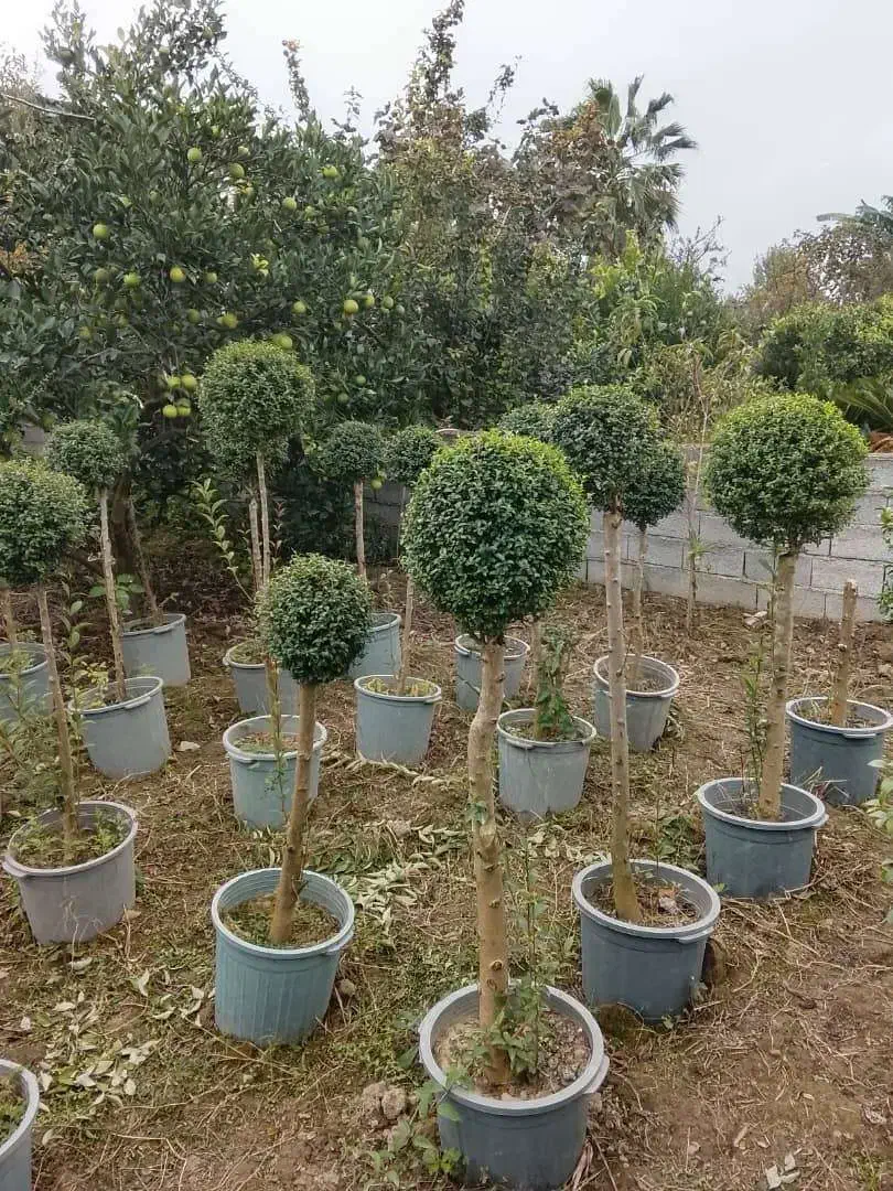 مورت چند کله وتک کله ، لیگستروم و یاس هلندی پیوندی|گل و گیاه طبیعی|محمودآباد, |دیوار