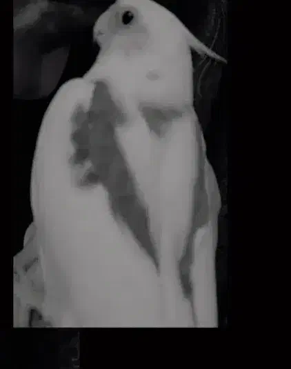 عروس هلندی گم شده|حیوانات|بندر امام خمینی, |دیوار