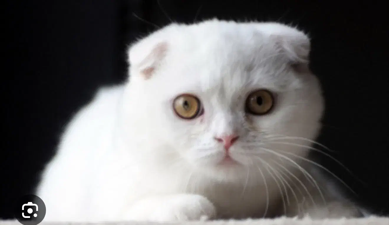 گربه اسکاتیش های زیبا رنگ سفید|گربه|تهران, پونک|دیوار