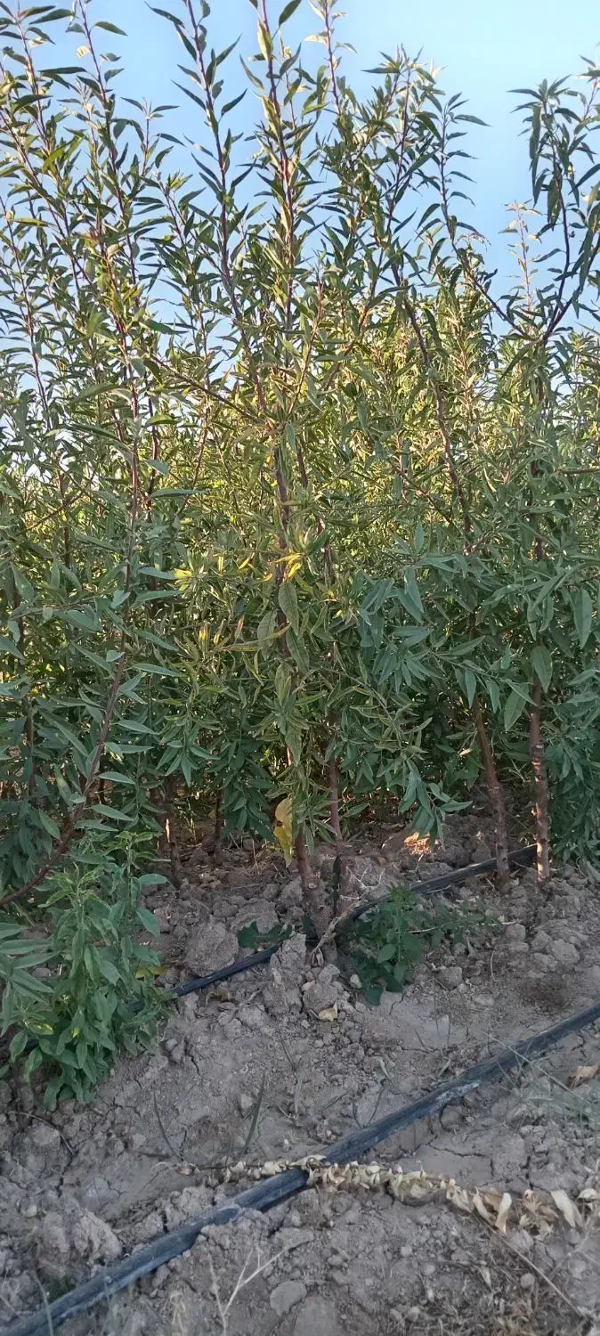 فروش نهال بادام وسیب وانواع نهال باچک صیادی|گل و گیاه طبیعی|میاندوآب, |دیوار