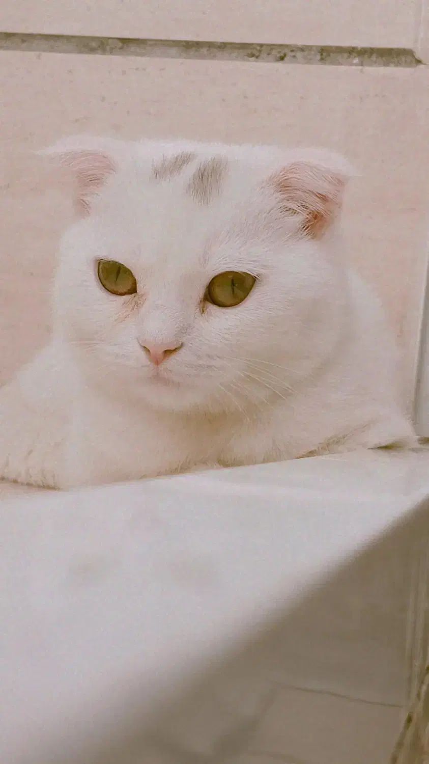 گربه اسکاتیش|گربه|مشهد, حضرت حجت|دیوار