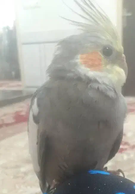 عروس هلندی گم شده به یابنده یک میلیون مژدگانی داده|پرنده|اندیمشک, |دیوار