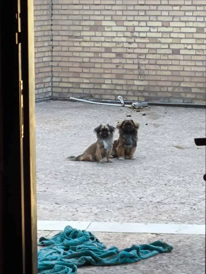 پنج عدد توله کمیاب پیکینز نر و ماده|سگ|اهواز, کیانپارس |دیوار