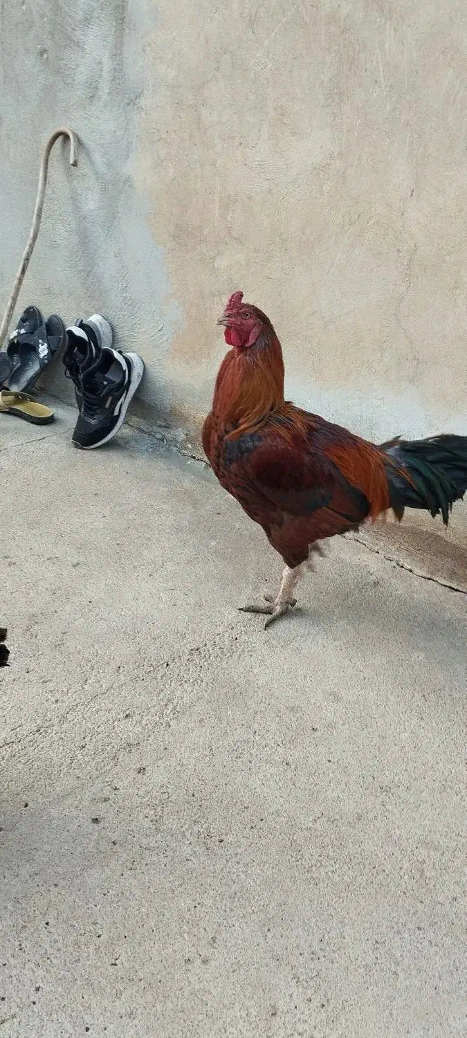 مرغ محلی|حیوانات مزرعه|بیستون, |دیوار