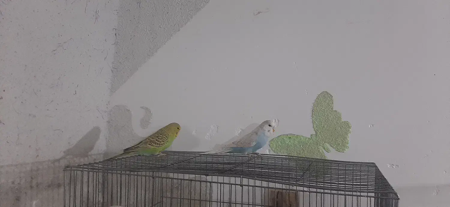 مرغ انگلیسی|پرنده|میانه, |دیوار