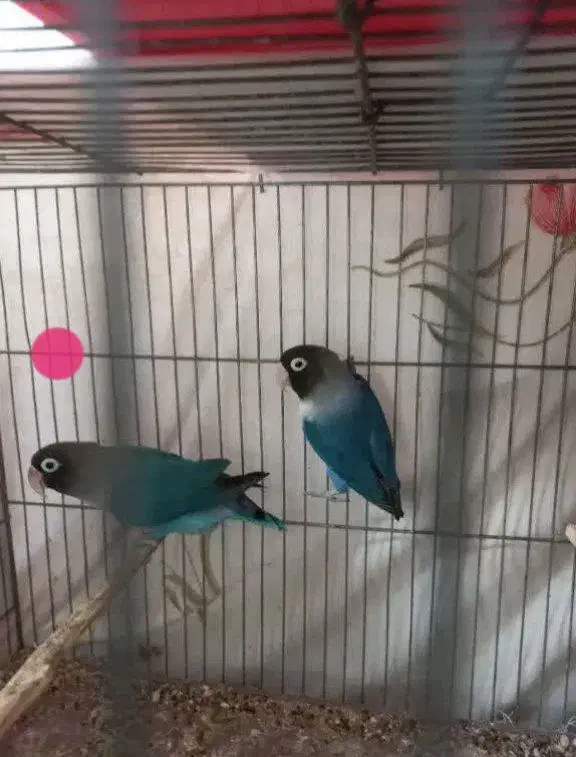 کوتوله آبی|پرنده|نجف‌آباد, امیرآباد|دیوار