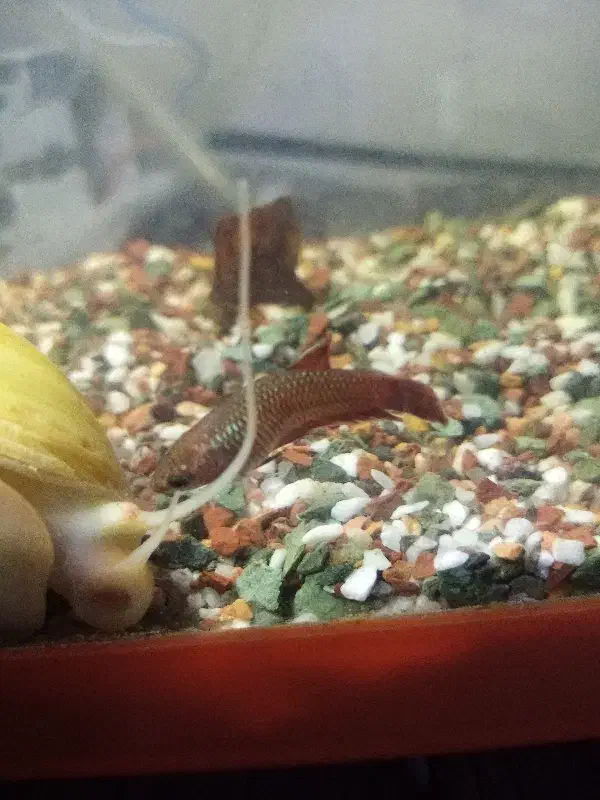 فایتر ماده پلاکت|ماهی|اهواز, بهارستان|دیوار