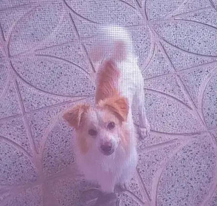 پاپی نر اشپیتز|سگ|گلپایگان, |دیوار