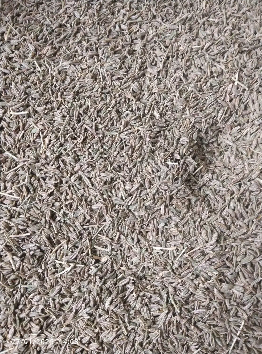 زیره سبز|عمده‌فروشی|سده (خراسان جنوبی), |دیوار