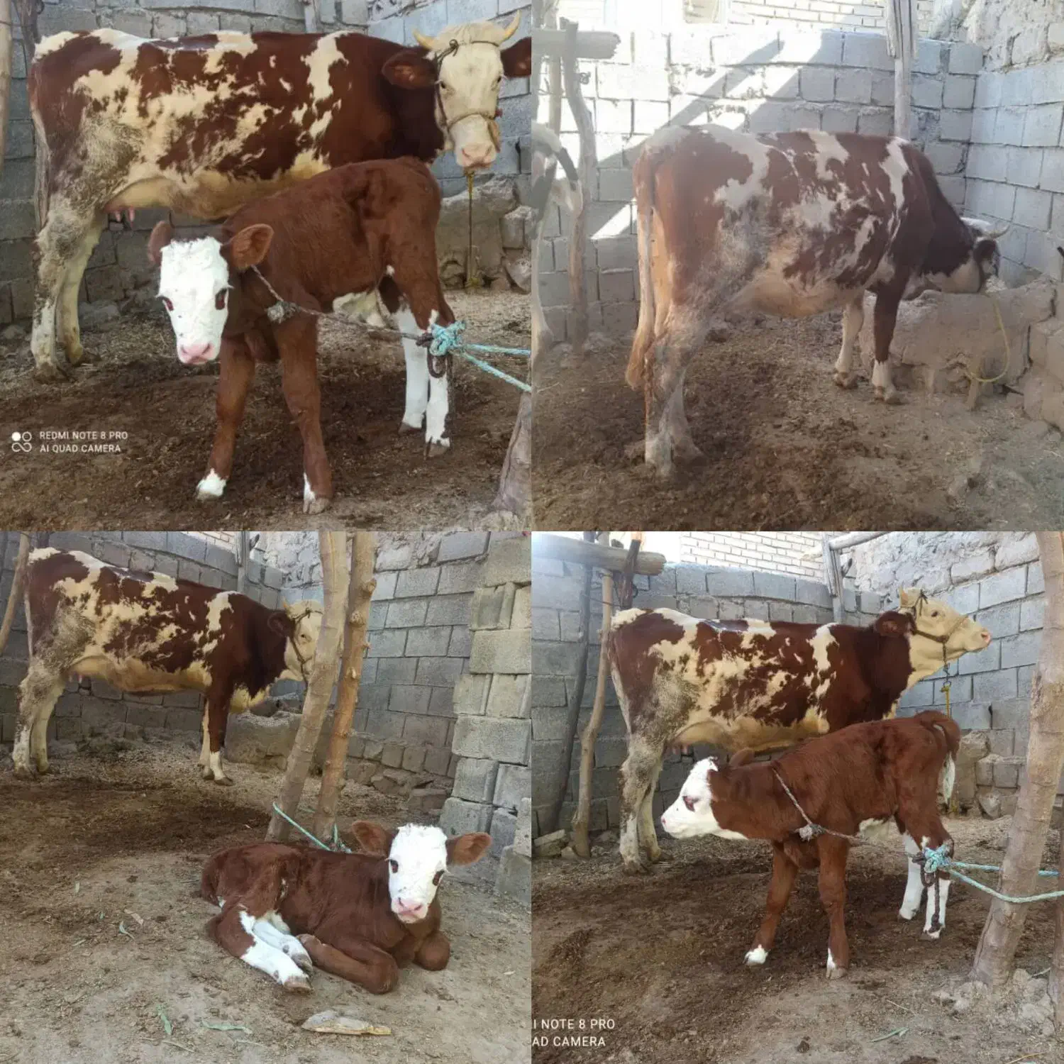 گاو گوساله نر سیمینتال قرمز|حیوانات مزرعه|دره شهر, |دیوار