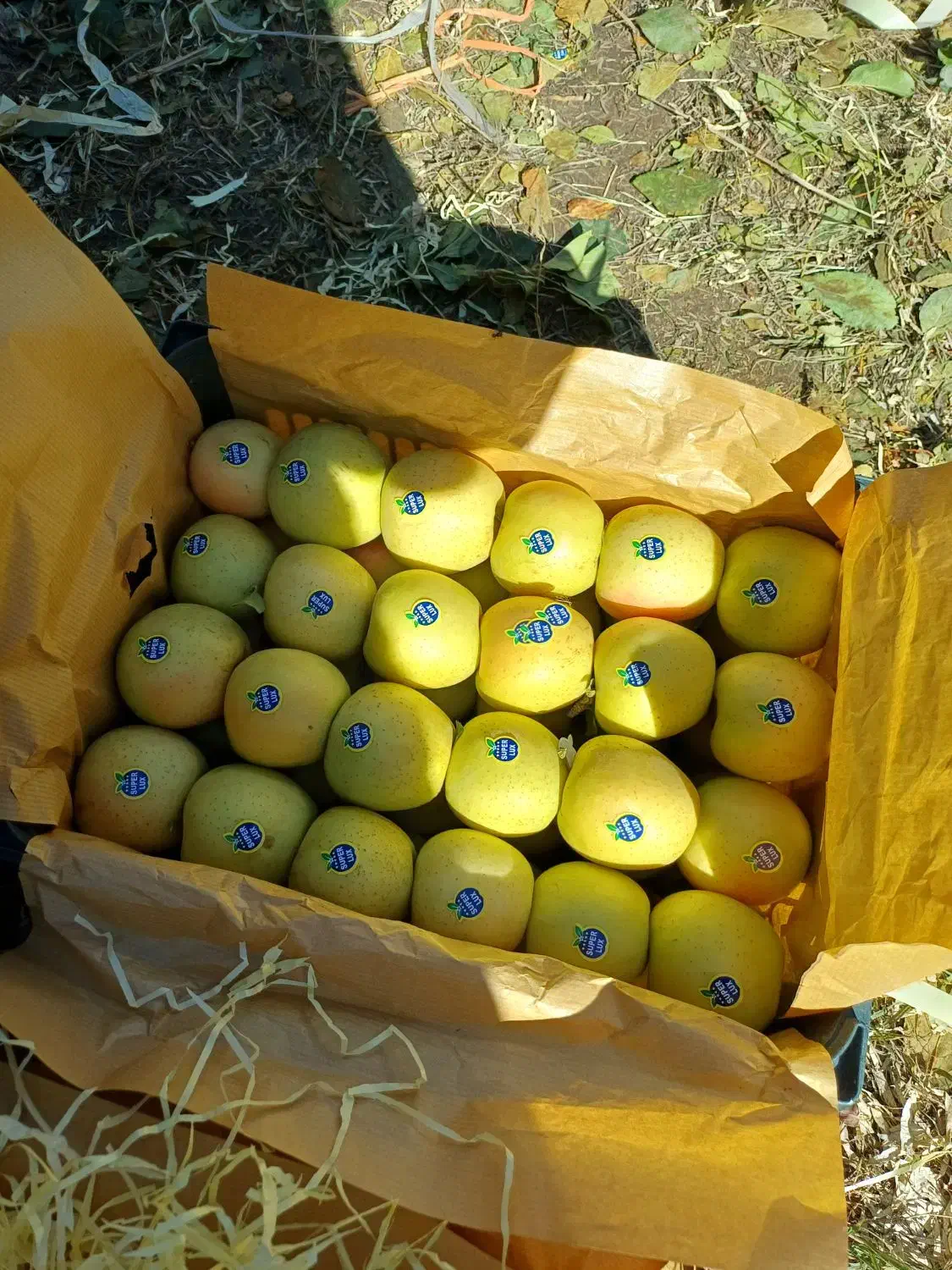 سیب سفید درجه یک سه ردیفه|خوردنی و آشامیدنی|محمدبار, |دیوار